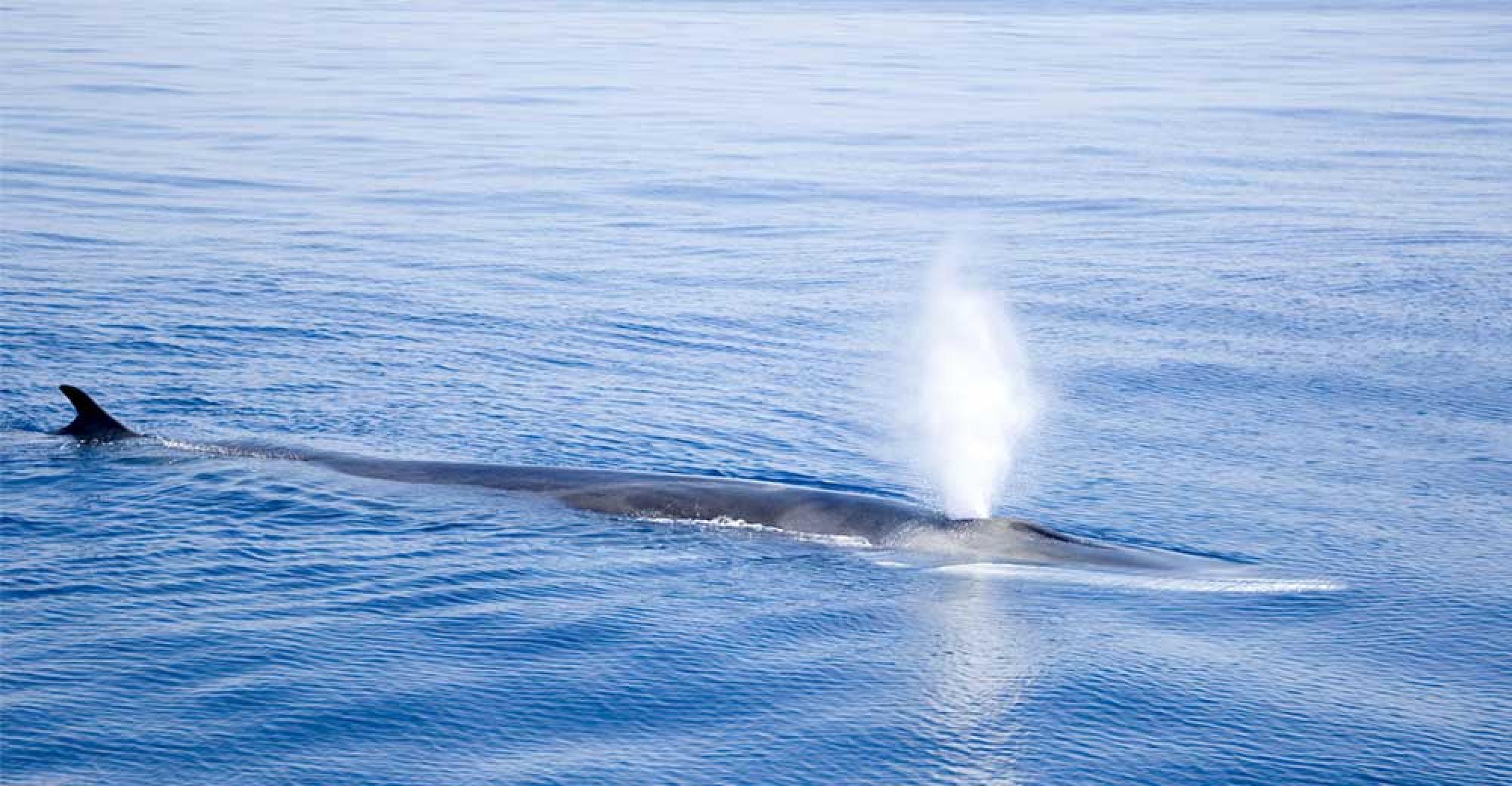 Cétacé en Méditerranée