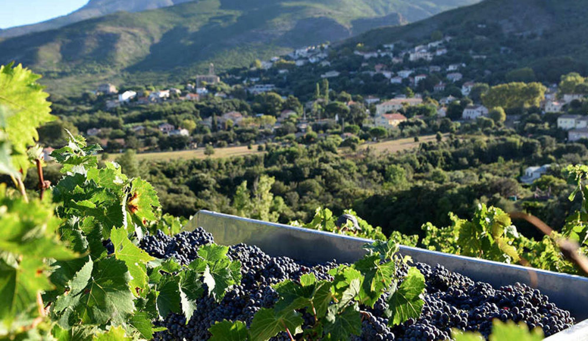 vignes corse